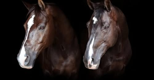 Valegro (Blueberry), 23 UK Dressage World Olympic Legend Obituary: Dressage Icon Final Act of Loyalty: Triple Gold Medalist Valegro Dies Peacefully Alongside Stablemate Uthopia at 23