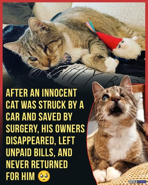 From Broken Beginnings to a Forever Home: Winkie’s Miraculous Journey