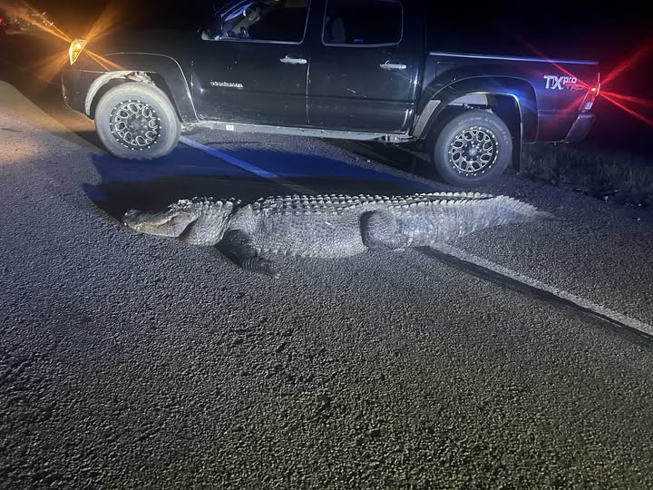 12-Foot Alligator Cass County, Texas Tragic Wildlife Loss – 12-Foot Alligator Animal Fatality/Dispatch – 12-Foot Alligator Shocking Collision with Vehicle on Texas Roadway